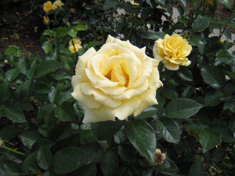 カンガルー日記；シドニー　ロイヤルボタニックガーデン（王立植物園）黄色のバラ