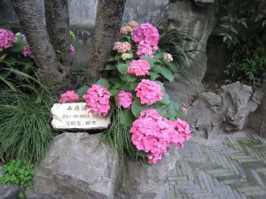 上海・預園　耐寒の紫陽花だって