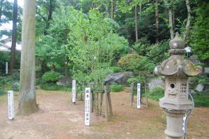 のむけはえぐすり　　高麗神社のびっくり　　１）植樹した人の名前が書かれた標識
